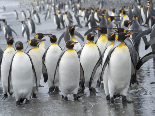 King Penguin rookery on Salisbury Plain in the Bay of Isles. South Georgia Island Poster Print by Martin Zwick - Item # VARPDDAN02MZW0317