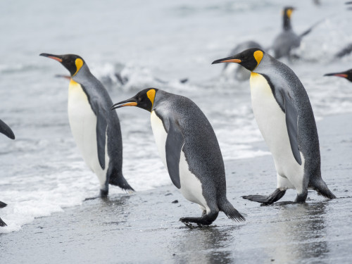 King Penguin rookery on Salisbury Plain in the Bay of Isles. South Georgia Island Poster Print by Martin Zwick - Item # VARPDDAN02MZW0329