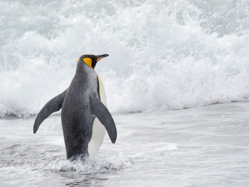 King Penguin rookery on Salisbury Plain in the Bay of Isles. South Georgia Island Poster Print by Martin Zwick - Item # VARPDDAN02MZW0335