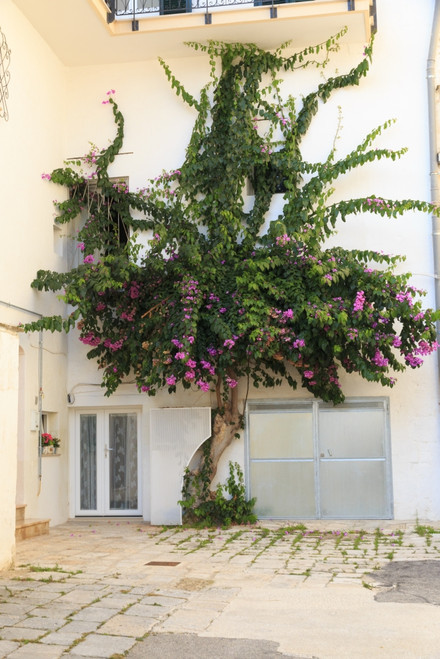 Italy, Ostuni. Old town, Bougainvillea along narrow alleyways. The 'White City. ' Poster Print by Emily Wilson - Item # VARPDDEU16EWI0076