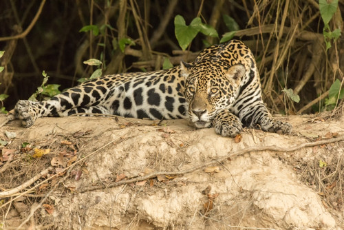 Pantanal, Mato Grosso, Brazil. Jaguar resting on a riverbank in the mid-day heat. Poster Print by Janet Horton - Item # VARPDDSA04JHO0040