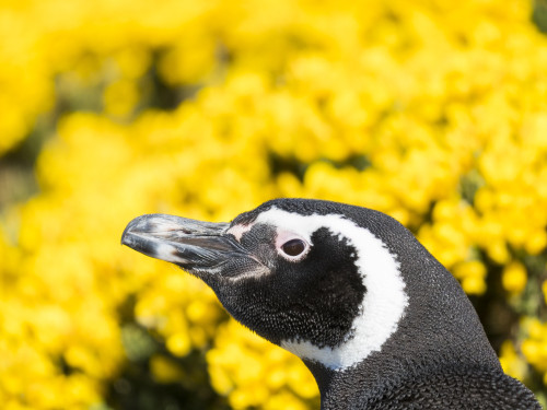 Magellanic Penguin at burrow in front of yellow flowering gorse, Falkland Islands Poster Print by Martin Zwick - Item # VARPDDSA09MZW0908