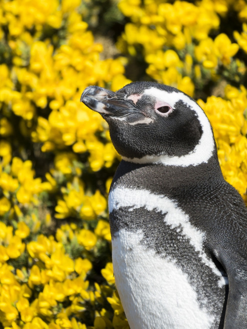 Magellanic Penguin at burrow in front of yellow flowering gorse, Falkland Islands Poster Print by Martin Zwick - Item # VARPDDSA09MZW0923