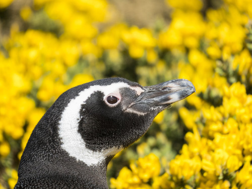 Magellanic Penguin at burrow in front of yellow flowering gorse, Falkland Islands Poster Print by Martin Zwick - Item # VARPDDSA09MZW0924