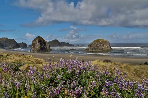 Lupine along southern Oregon coastline near Cape Sebastian State Scenic Corridor Poster Print by Darrell Gulin (24 x 18) # US38DGU0184