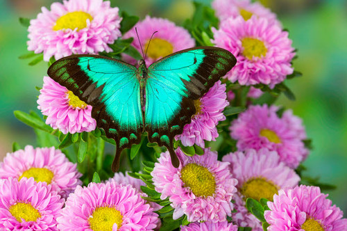 Asian tropical swallowtail butterfly Papilio larquinianus on pink flowering mums Poster Print by Darrell Gulin (24 x 18) # US48DGU1747