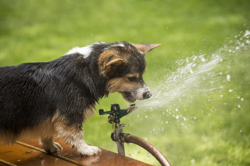 Issaquah, WA. Six month old Corgi puppy trying to drink from the lawn sprinkler.  Poster Print by Janet Horton - Item # VARPDDUS48JHO0194