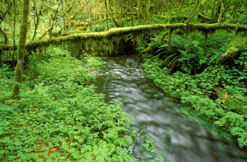 Taft Creek and lush groundcover in the Hoh Rain Forest, Olympic National Park, WA. Poster Print by Russ Bishop - Item # VARPDDUS48RBS0040