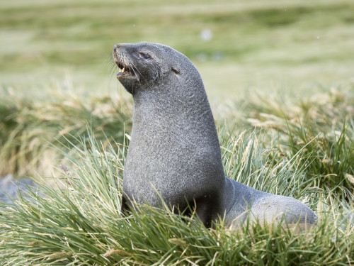 Antarctic Fur Seal (Arctocephalus gazella). Bull in typical Tussock Grass habitat. Poster Print by Martin Zwick - Item # VARPDDAN02MZW0024 Antarctic Fur Seal (Arctocephalus gazella). Bull in typical Tussock Grass habitat. Poster Print by Martin Zwick - Item # VARPDDAN02MZW0024