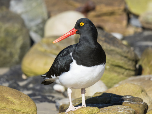 Magellanic Oystercatcher (Haematopus leucopodus), Falkland Islands, Carcass Island Poster Print by Martin Zwick - Item # VARPDDSA09MZW0967