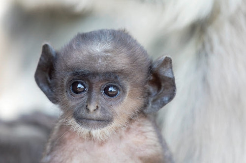 India, Madhya Pradesh, Kanha National Park Headshot of a baby northern plains langur Poster Print by Ellen Goff (24 x 18) # AS10EGO0063 India, Madhya Pradesh, Kanha National Park Headshot of a baby northern plains langur Poster Print by Ellen Goff (24 x 18) # AS10EGO0063