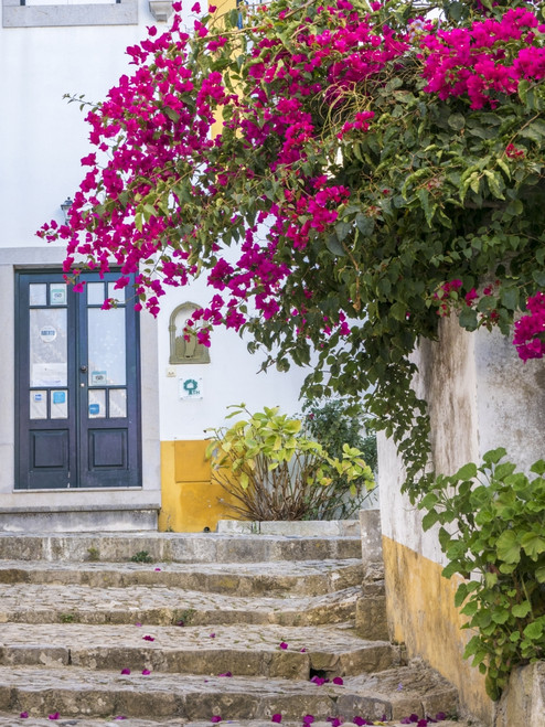 Portugal, Obidos. Beautiful bougainvillea blooming in the town of Obidos, Portugal. Poster Print by Julie Eggers - Item # VARPDDEU23JEG0315