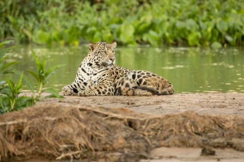 Pantanal, Mato Grosso, Brazil. Jaguar resting on a sandbar along the Cuiaba River.  Poster Print by Janet Horton - Item # VARPDDSA04JHO0173 Pantanal, Mato Grosso, Brazil. Jaguar resting on a sandbar along the Cuiaba River.  Poster Print by Janet Horton - Item # VARPDDSA04JHO0173