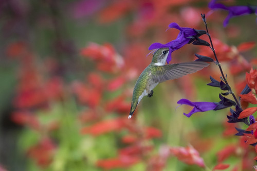 Ruby-throated hummingbird on purple majesty salvia. Marion County, Illinois. Poster Print by Richard & Susan Day - Item # VARPDDUS14RDY2431