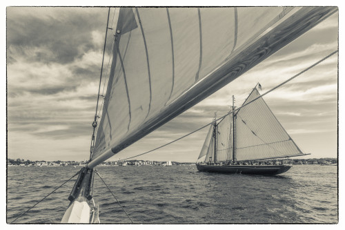 USA, Massachusetts, Cape Ann, Gloucester. Gloucester Schooner Festival, schooners Poster Print by Walter Bibikow - Item # VARPDDUS22WBI2932