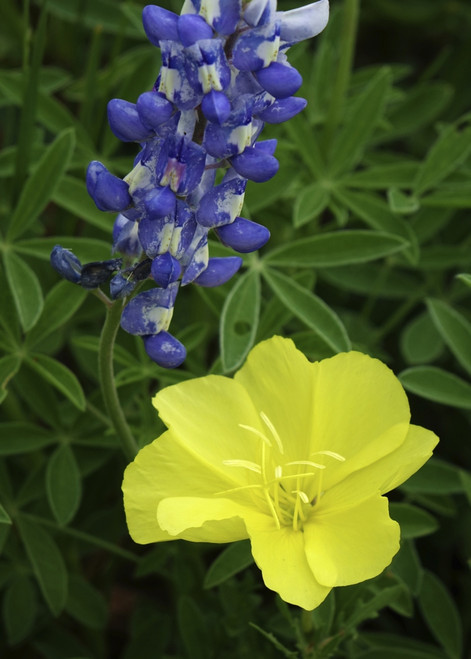 Texas Hill Country wildflowers, 'Willow City Loop' between Fredericksburg and Llano Poster Print by Gayle Harper - Item # VARPDDUS44GHA0036