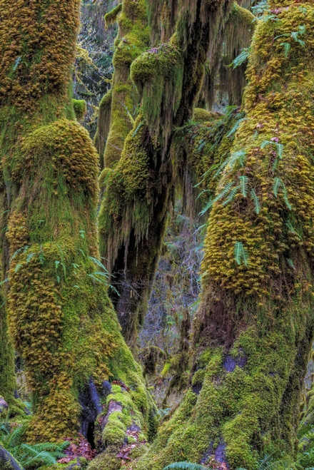 Hall of Mosses in the Hoh Rainforest of Olympic National Park, Washington State, USA Poster Print by Chuck Haney - Item # VARPDDUS48CHA0314