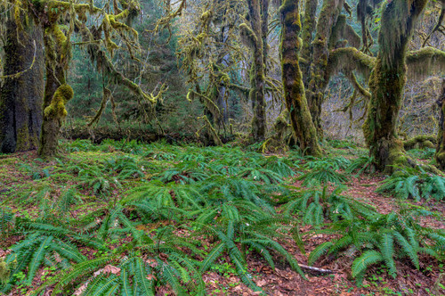Hall of Mosses in the Hoh Rainforest of Olympic National Park, Washington State, USA Poster Print by Chuck Haney (24 x 18) # US48CHA0351