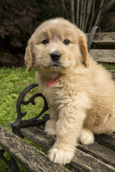Issaquah, WA. Cute seven week Goldendoodle puppy sitting on a rustic wooden bench.  Poster Print by Janet Horton - Item # VARPDDUS48JHO0921