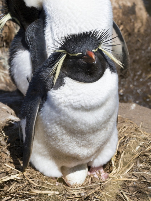 Rockhopper Penguin on nest, subspecies western rockhopper penguin. Falkland Islands. Poster Print by Martin Zwick - Item # VARPDDSA09MZW0903