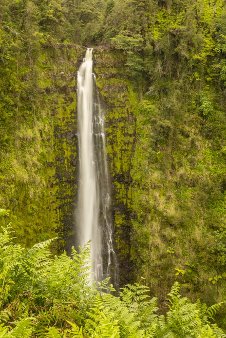 USA, Hawaii, Akaka Falls State Park. Akaka Falls and tropical vegetation on cliff. Poster Print by Jaynes Gallery - Item # VARPDDUS12BJY0166