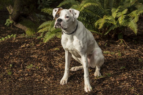 Issaquah, WA. Nikita, a Boxer puppy sitting in his yard next to Western Swordferns.  Poster Print by Janet Horton