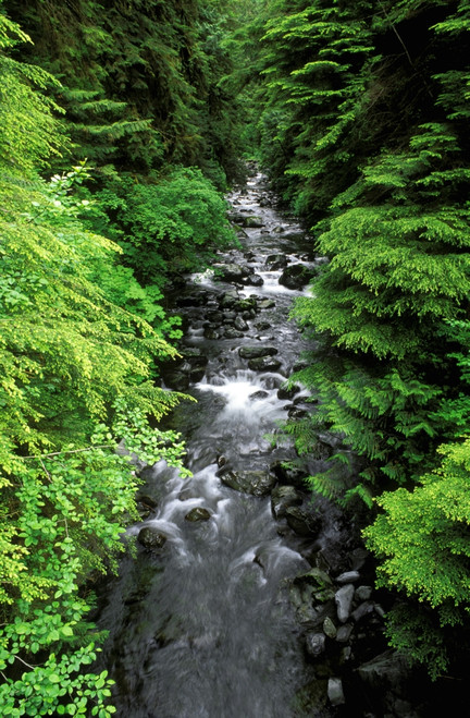 Dense forest along Howe Creek in the Quinault Rain Forest, Olympic National Park, WA. Poster Print by Russ Bishop - Item # VARPDDUS48RBS0044