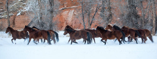 Cowboy horse drive on Hideout Ranch, Shell, Wyoming Herd of horses running in snow Poster Print by Darrell Gulin (24 x 18) # US51DGU0233