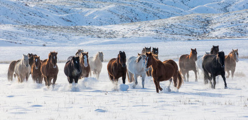 Cowboy horse drive on Hideout Ranch, Shell, Wyoming Herd of horses running in snow Poster Print by Darrell Gulin (24 x 18) # US51DGU0239