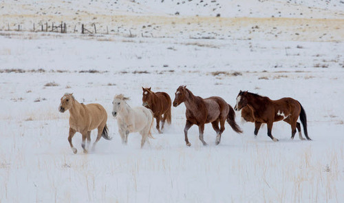 Cowboy horse drive on Hideout Ranch, Shell, Wyoming Herd of horses running in snow Poster Print by Darrell Gulin (24 x 18) # US51DGU0247