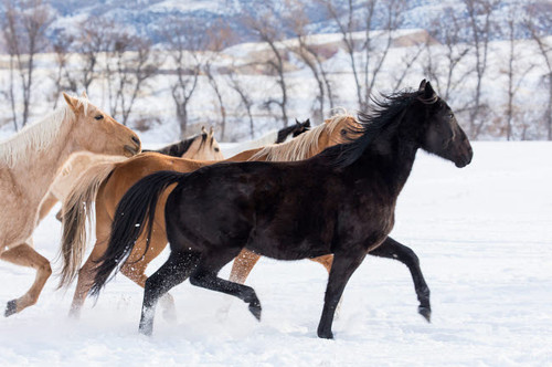 Cowboy horse drive on Hideout Ranch, Shell, Wyoming Herd of horses running in snow Poster Print by Darrell Gulin (24 x 18) # US51DGU0277