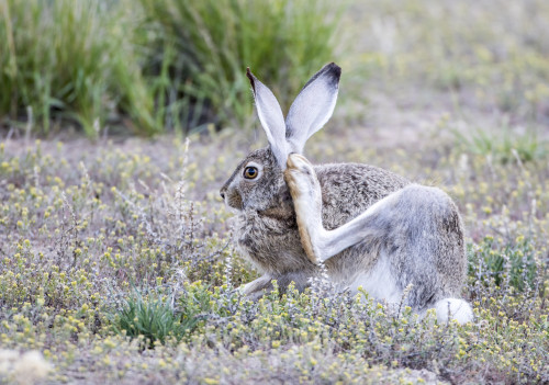 USA, Wyoming, Sublette County. White-tailed Jackrabbit scratches behind it's ear. Poster Print by Elizabeth Boehm - Item # VARPDDUS51EBO0797