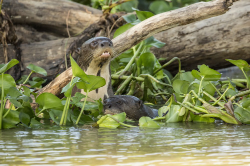 Pantanal, Mato Grosso, Brazil. Two Giant River Otters swimming in the Water Hyacinths Poster Print by Janet Horton - Item # VARPDDSA04JHO0103