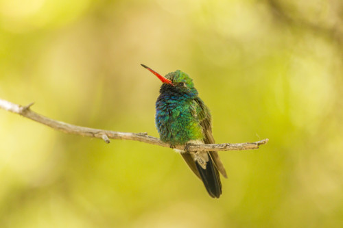 USA, Arizona, Arizona-Sonora Desert Museum. Male broad-billed hummingbird on limb.  Poster Print by Jaynes Gallery - Item # VARPDDUS03BJY0573