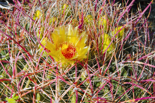 Barrel cactus blooming in Plum Canyon, Anza-Borrego Desert State Park, California, USA Poster Print by Russ Bishop - Item # VARPDDUS05RBS1014 Barrel cactus blooming in Plum Canyon, Anza-Borrego Desert State Park, California, USA Poster Print by Russ Bishop - Item # VARPDDUS05RBS1014