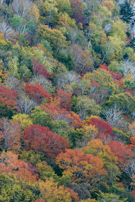 USA, Maine. Autumn foliage in the forests near Jordan Pond, Acadia National Park. Poster Print by Judith Zimmerman - Item # VARPDDUS20JZI0097