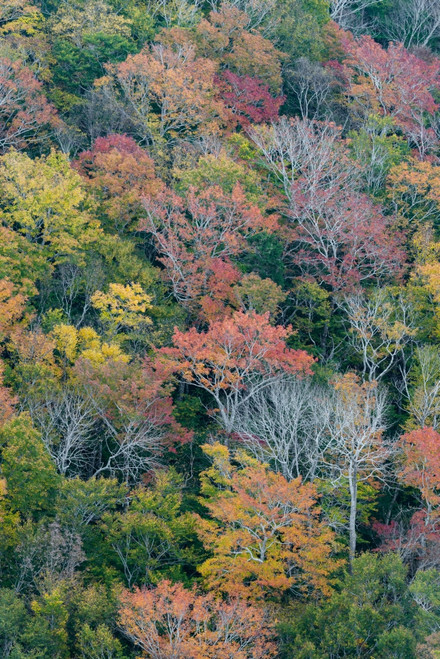 USA, Maine. Autumn foliage in the forests near Jordan Pond, Acadia National Park. Poster Print by Judith Zimmerman - Item # VARPDDUS20JZI0098