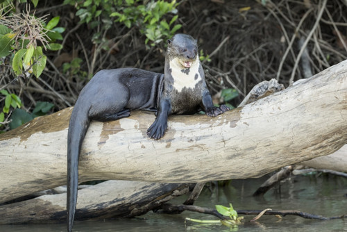 Pantanal, Mato Grosso, Brazil. Giant River Otter growling at other who want on the log Poster Print by Janet Horton - Item # VARPDDSA04JHO0102