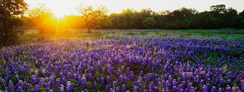 Sunrise in the hill country of Texas Credit as: Dennis Flaherty / Jaynes Gallery Poster Print by Jaynes Gallery (24 x 18) # US44BJY0111