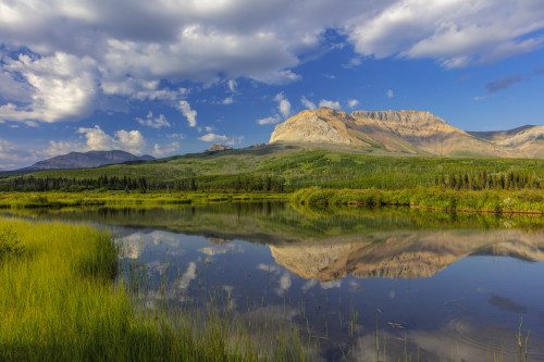 Sofa Mountain reflects into beaver pond in Waterton Lakes National Park, Alberta, Canada Poster Print by Chuck Haney - Item # VARPDDCN01CHA0181
