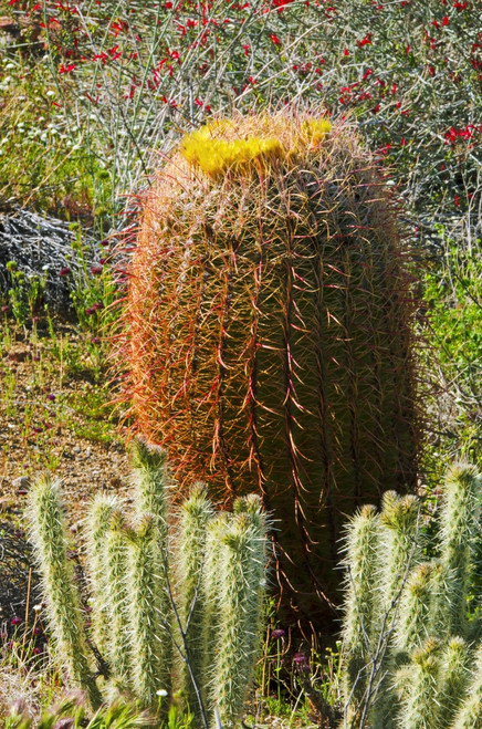 Barrel cactus and cholla in Plum Canyon, Anza-Borrego Desert State Park, California, USA Poster Print by Russ Bishop - Item # VARPDDUS05RBS1015 Barrel cactus and cholla in Plum Canyon, Anza-Borrego Desert State Park, California, USA Poster Print by Russ Bishop - Item # VARPDDUS05RBS1015