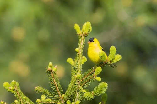 American Goldfinch (Spinus tristis) male in spruce tree, Marion County, Illinois Poster Print by Richard & Susan Day - Item # VARPDDUS14RDY2377 American Goldfinch (Spinus tristis) male in spruce tree, Marion County, Illinois Poster Print by Richard & Susan Day - Item # VARPDDUS14RDY2377