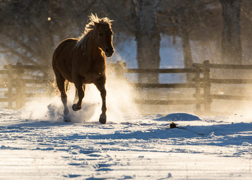Horse drive in winter on Hideout Ranch, Shell, Wyoming Horse running through the snow Poster Print by Darrell Gulin (24 x 18) # US51DGU0324