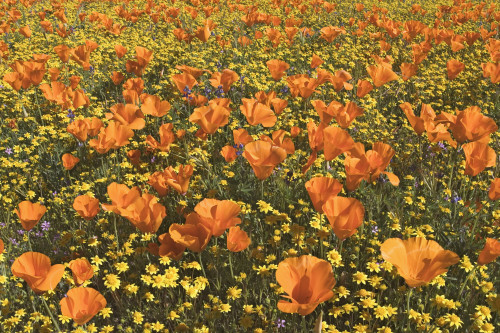 USA, California, Antelope Valley State Poppy Reserve. Poppies and goldfields in field. Poster Print by Jaynes Gallery - Item # VARPDDUS05BJY1307