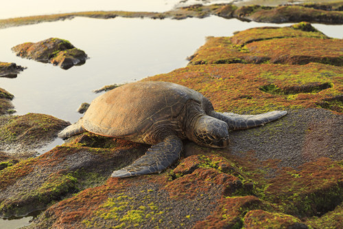 Green Sea Turtle (Chelonia mydas) on shore at sunset near Kona, Big Island, Hawaii Poster Print by Stuart Westmorland - Item # VARPDDUS12SWR0295