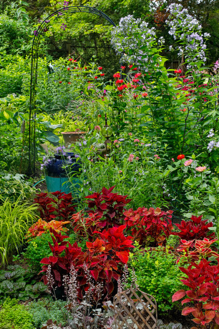 Garden summer flowers and coleus plants in bronze and reds, Sammamish, Washington State Poster Print by Darrell Gulin (18 x 24) # US48DGU1700