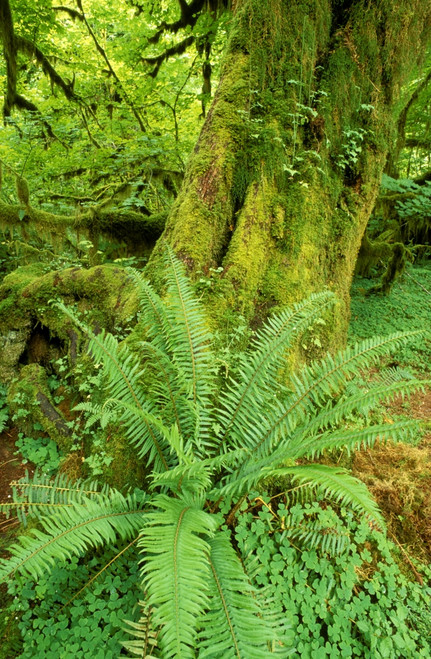Sword fern and moss covered old growth in the Hoh Rain Forest, Olympic National Park, WA. Poster Print by Russ Bishop - Item # VARPDDUS48RBS0041