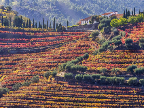 Portugal, Douro Valley. Vineyards in autumn, terraced on hillsides above the Douro River. Poster Print by Julie Eggers - Item # VARPDDEU23JEG0380