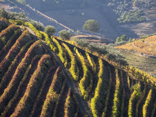 Portugal, Douro Valley. Vineyards in autumn, terraced on hillsides above the Douro River. Poster Print by Julie Eggers - Item # VARPDDEU23JEG0397
