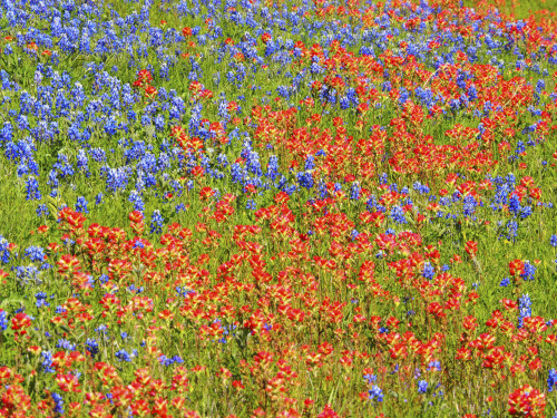 Springtime bloom of bluebonnets and paintbrush near Lake Buchanan Dam, Texas Hill Country Poster Print by Sylvia Gulin - Item # VARPDDUS44SGU0003